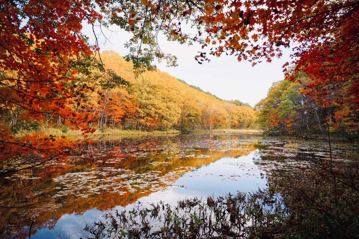 矢ノ原湿原の紅葉